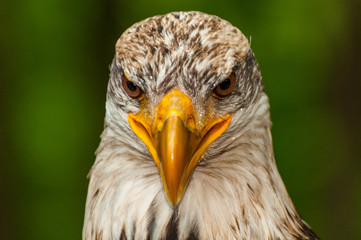 Weißkopfseeadler