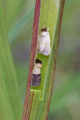 Exyra semicrocea in Sarracenia leucophylla im Splinter Hill Bog, Alabama, USA
