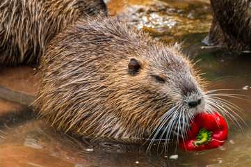 Nutria