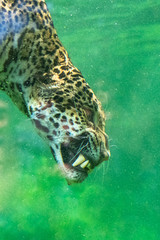 Jaguar diving in the water, beautiful animal