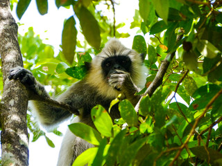 The tufted gray langur (Semnopithecus priam or Madras gray langur, and Coromandel sacred langur) sitting in a tree and eats some fruits