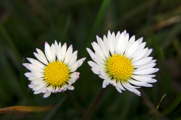 White daisy with beautiful bokeh