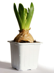hyacinth bulb with growing leaves and sprouts 