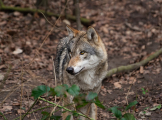 the wolve