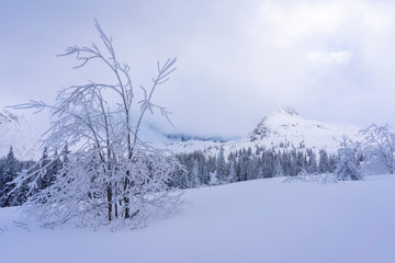 Winter afternoon in the Gasienicowa Valley. Tatra Mountains.