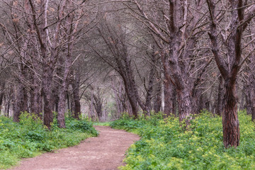 Sicilian Spring Flora