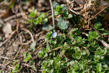 Veilchen am Boden mit Efeu
