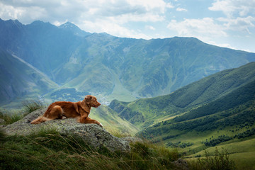 Mountain landscape with a dog. A trip to Georgia. Pet on a background of beautiful nature. Nova Scotia Retriever on a trip