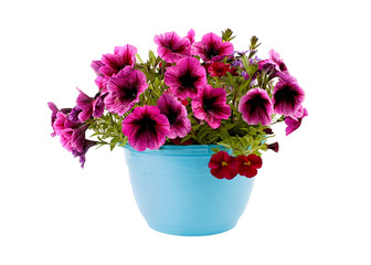 A potted purple petunia planted isolate on white.