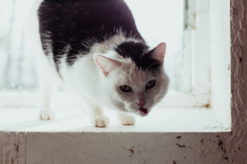 Katze streckt die Zunge raus