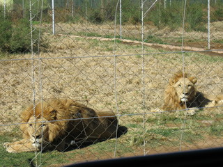 visiting an animal farm in south africa, face to face with a lion