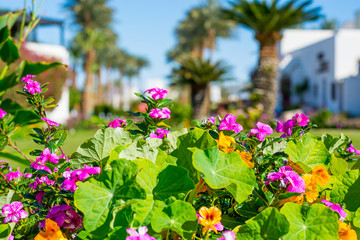 Flowering orange and pink bushes and palm trees in the garden