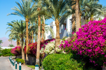 Flowering red and pink hibiscus bushes and palm trees