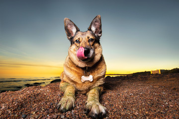 Cute shepherd dog resting on beach in evening