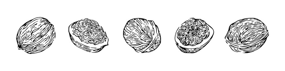 Hand drawn walnuts set, ink drawing sketch vector illustration, black isolated botanical illustration on white background