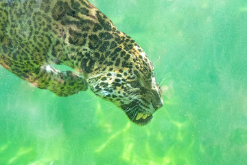 Obraz premium Jaguar diving in the water, beautiful animal