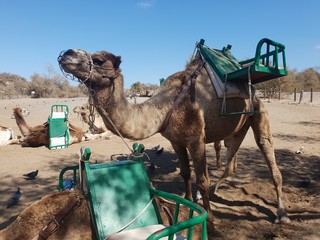 camel for tourists in desert