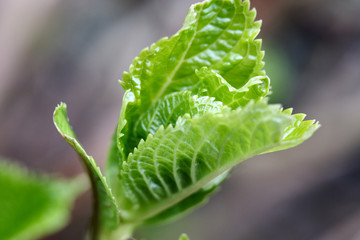 Macro of blossoming leaf