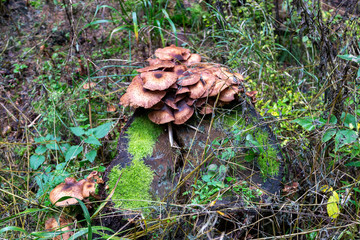 Brown mushrooms on a dead tree forest of Schoeneck in the Saxonian Vogtland.