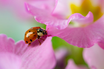 red ladybug on primrose flower, ladybird creeps on stem of plant in spring in garden in summer