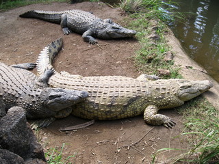 visiting a safari in south africa, coming face to face with several african crocodiles