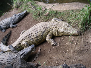 visiting a safari in south africa, coming face to face with several african crocodiles