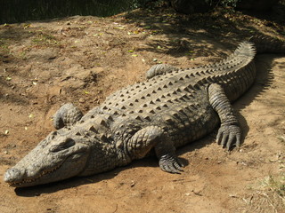 visiting a safari in south africa, coming face to face with several african crocodiles