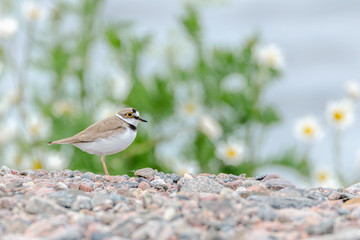 Ornithology, bird photography, little ringed plover, Charadrius dubius, walks on gravel path. Blurred green and blue background with yellow and white flowers out of focus. Copy space, place for text.