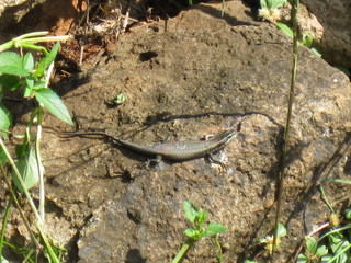 coming face to face with a lizard in a park in south africa