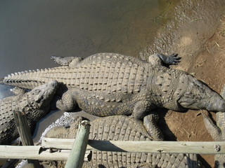 visiting a safari in south africa, coming face to face with several african crocodiles