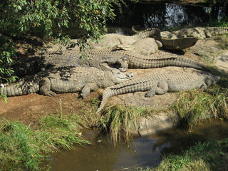 visiting a safari in south africa, coming face to face with several african crocodiles