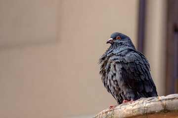 Wet pigeon taing a bath in the city fountain. Springtime background with copy space.