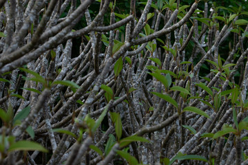 Intricate texture of twigs with buds and moss. Concept of new life. Spring background.