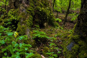 Obraz premium moss on a tree