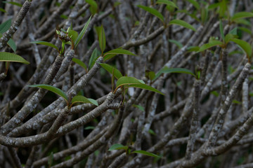 Intricate texture of twigs with buds and moss. Concept of new life. Spring background.