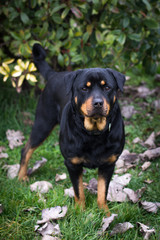Rottweiler in the garden