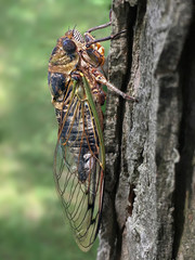 Newly emerged cicada in summer