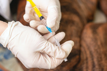 a veterinarian with a syringe euthanizes a dog. animal treatment.