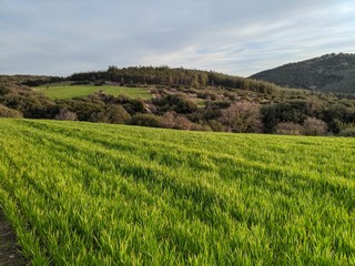 landscape in greece,forest, mountain