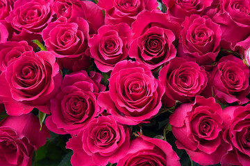 Natural beautiful pink rose background.