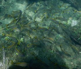 Fototapeta na wymiar Pacific sea life