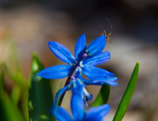 Early spring in forest.  Blue wild flower with  little bug close up