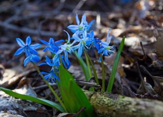 Primrose, the first spring flower -  Scilla bifolia .
