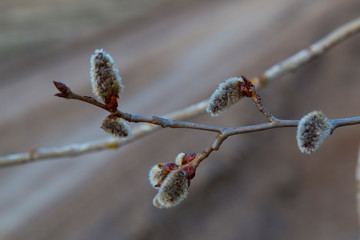 Early spring. Pussy-willow branch with catkins