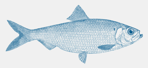 Male alewife, alosa pseudoharengus, a species of herring from north america in side view