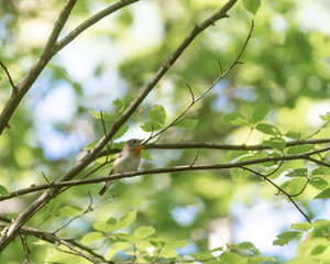 Red-breasted Flycatcher (Ficedula parva), rare bird in Sweden. This one sits in the trees, sings and twitter. Green leafs soft focus, bokeh, background with copy space.