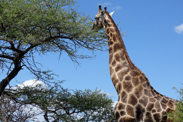 Giraffa camelopardalis angolensis