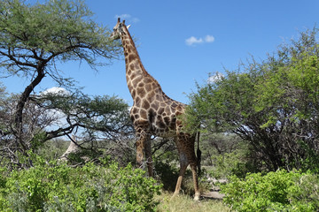 Giraffa camelopardalis angolensis