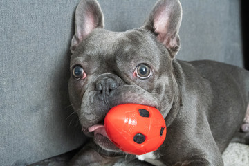 Cute french bulldor lying on the floor in modent appartment and chewing red toy
