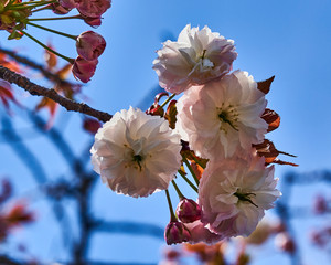Cherry blossom, some wide open, sume still closed, Nara, Japan